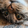kittyintherough